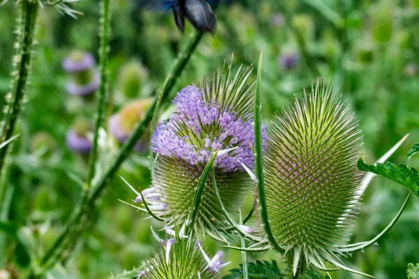 Vue Rapprochée Une Fleur Chardon — Photo