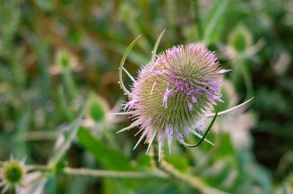 Zblízka Pohled Květu Bodláku — Stock fotografie