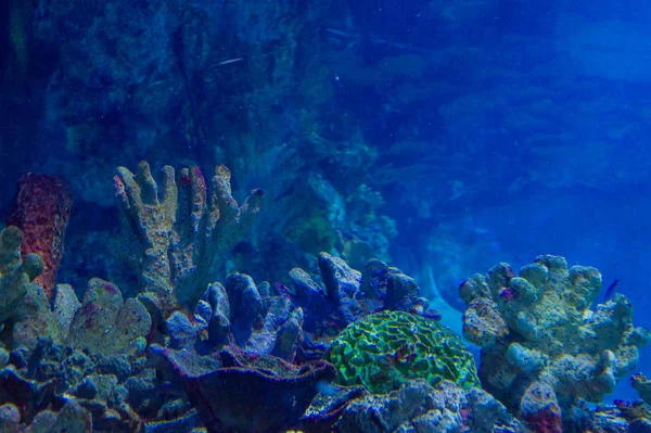 Balık Mercanlarla Dolu Sualtı Sahnesi — Stok fotoğraf