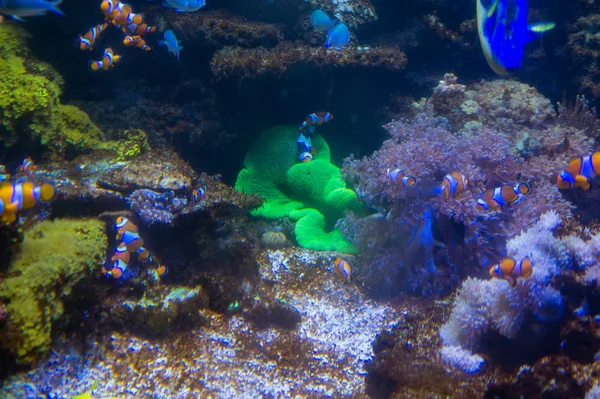 Belo Mundo Subaquático Peixes Mar Vermelho — Fotografia de Stock