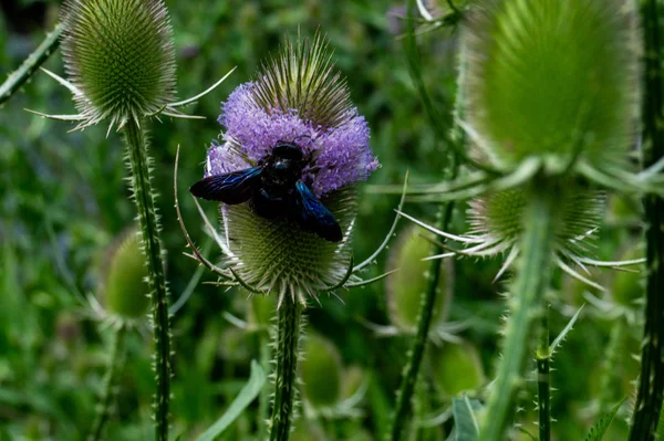 Vista Cerca Una Flor Cardo —  Fotos de Stock