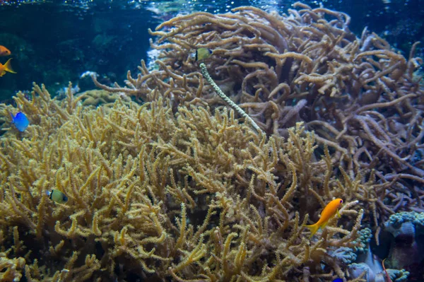 Coral Reef Red Sea Underwater Life — Fotografia de Stock