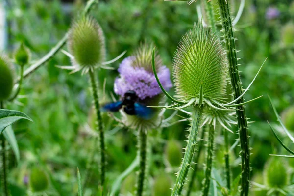 Vista Cerca Una Flor Cardo —  Fotos de Stock