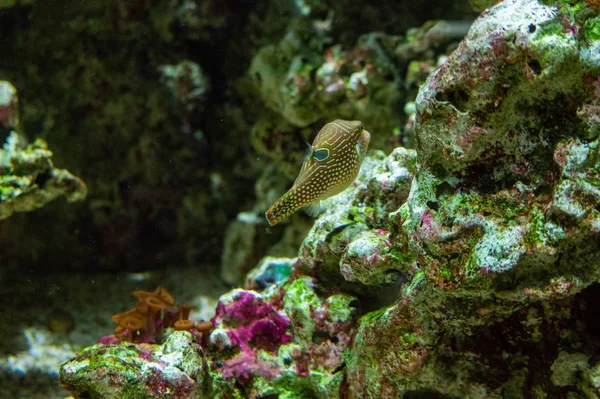 Podwodny Widok Piękne Kolorowe Ryby — Zdjęcie stockowe
