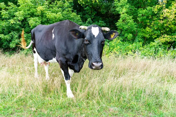 Czarno Biała Krowa Zielonej Łące — Zdjęcie stockowe