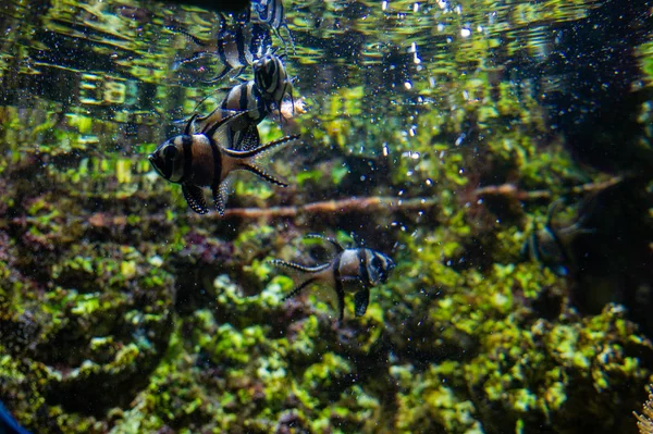 Underwater Scene Tropical Fish Aquarium — Stock Photo, Image