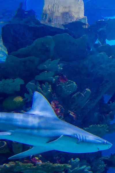 Underwater Scene Shark Corals — Fotografia de Stock