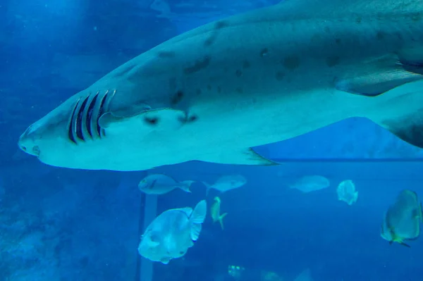 Underwater View Beautiful Tropical Shark Fish — Fotografia de Stock