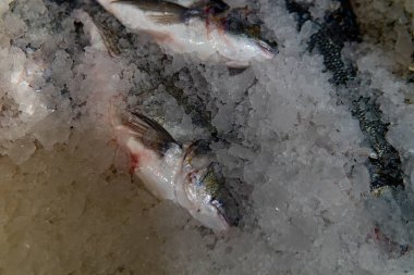 Bu fotoğraf, balık dükkanında dondurucu soğuk ve korunması için buz olan uskumru balığını gösteriyor.