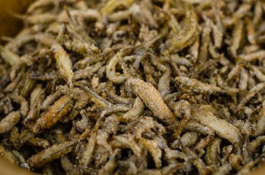 Bir balığa yaklaş.