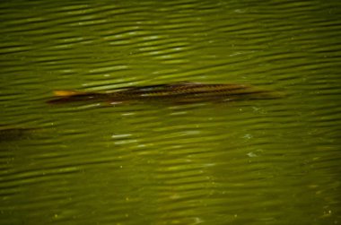 Genç bir düğün çifti sahada yürüyor. Lutsk Ukrayna 10.06.2019.
