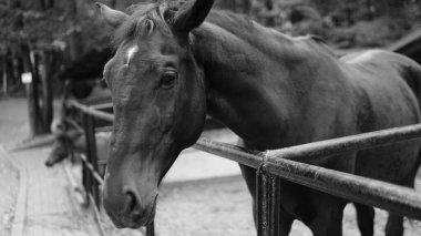 siyah arka planda bir Galli midilli aygır portresi