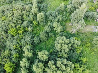 Bangkok 'taki Jatujak parkının en iyi manzarası. Sabahları insanlar buraya egzersiz yapmaya gelmeye bayılıyor. Bahçe dairesel ve üçgen geometrisine göre tasarlandı. Huzurlu bir işaret gibi görünüyor..