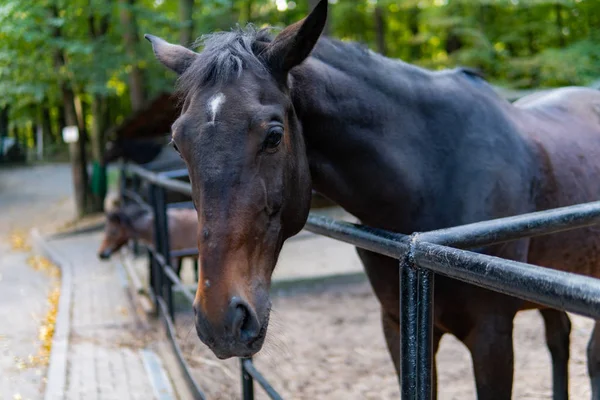 Ein Pferd Auf Der Koppel — Stockfoto