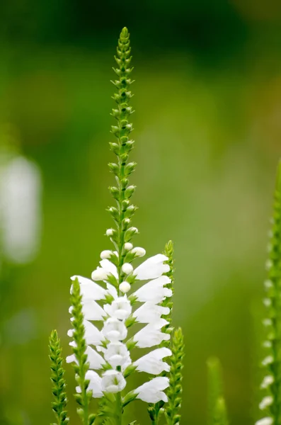 Primer Plano Plano Flor Blanca Floreciente Vegetación —  Fotos de Stock