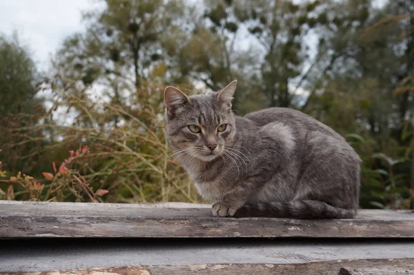 Kočka Sedí Lavičce — Stock fotografie