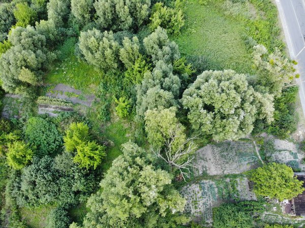 The top view of Jatujak park in Bangkok city. In the morning people are love coming to exercise here. The garden is designed in to the geometry of circular and triangle look like peaceful sign