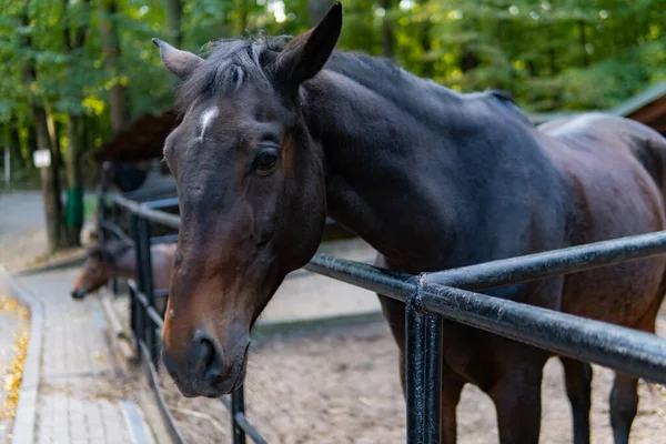 Pferde Auf Einem Bauernhof — Stockfoto