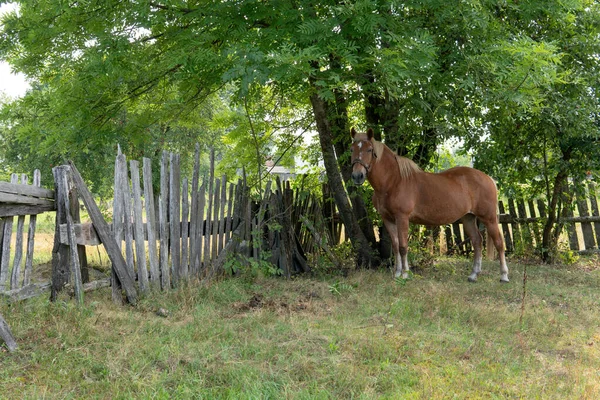 Kůň Louce — Stock fotografie