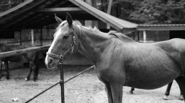 siyah arka planda bir Galli midilli aygır portresi