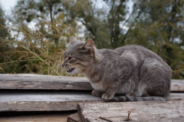 Katze Sitzt Auf Der Bank — Stockfoto