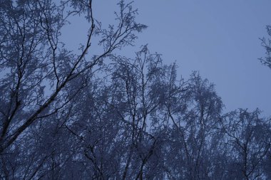 Orman manzarasında ağaç gövdeleri. Kış aylarında en az satır içeren soyut kompozisyon arkaplanı