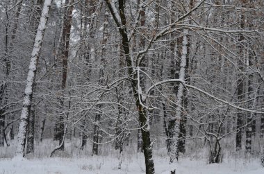 Arkaplan olarak ormandaki çam ağaçlarının gövdeleri karla kaplıydı. Kış. Ağaçtan düşmek. Soyut çizgili desen.