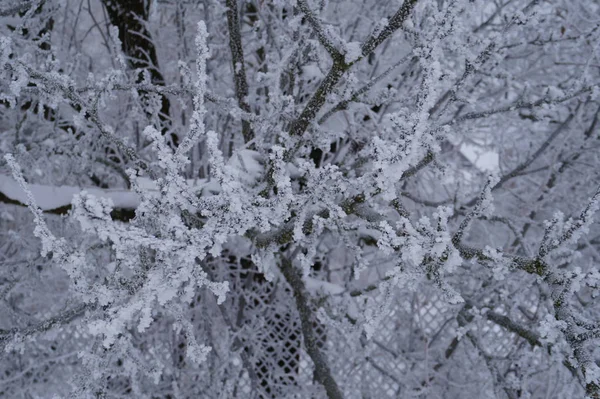 겨울에는 꽁꽁 얼어붙은 나무가지. 서리와 함께 보기. 사진을 클로즈업 한 모습 — 스톡 사진