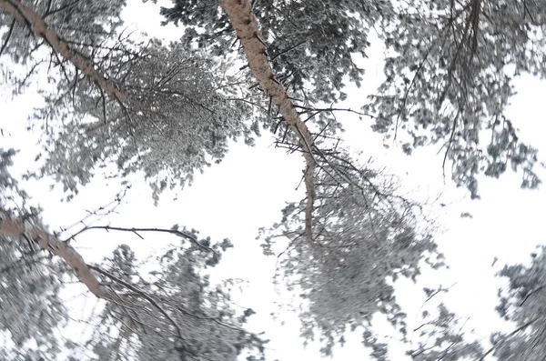 Kronenbäume. untere Ansicht — Stockfoto