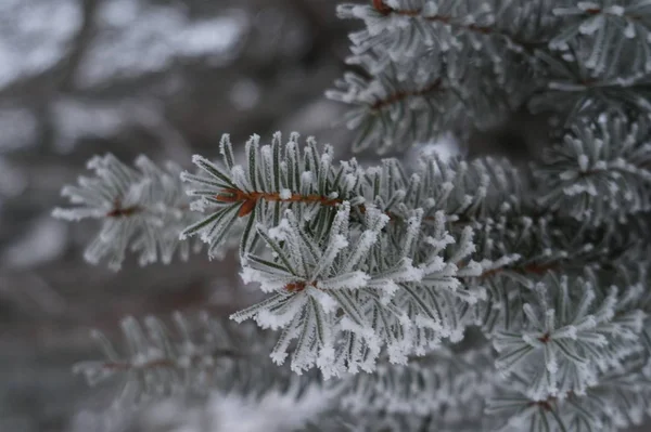 Fond d'hiver abstrait avec de la neige duveteuse, des flocons de neige et des aiguilles sur les branches de gros plans d'épinette — Photo