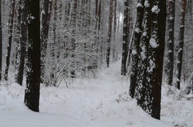 karlı kış manzara