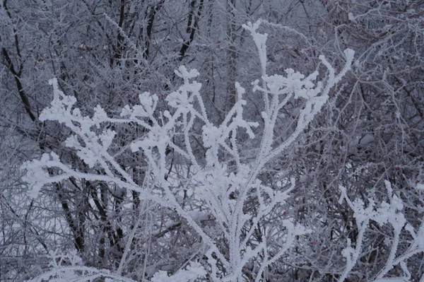 Frostiger Ast im Winter. Blick bei Frost. In Nahaufnahme fotografiert — Stockfoto