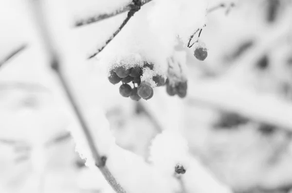 Vinter snö grenar av träd på en blå himmel bakgrund — Stockfoto