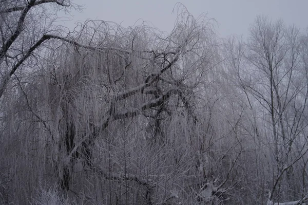 Troncos de árvores na paisagem florestal. Composição abstrato fundo com linhas mínimas no inverno — Fotografia de Stock