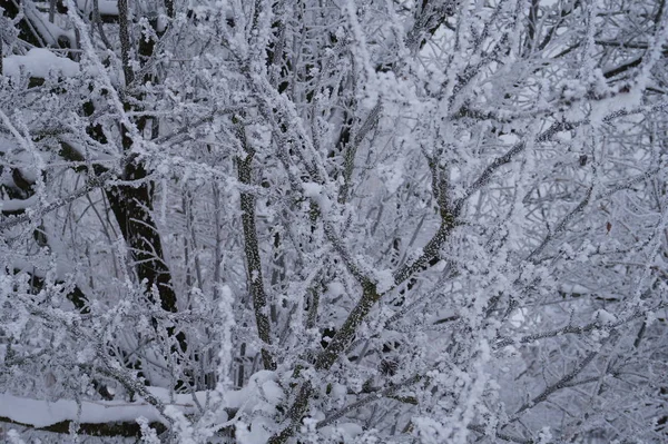 Παγωμένο κλαδί δέντρου το χειμώνα. θέα με παγετό. Φωτογραφήθηκε σε κοντινό πλάνο — Φωτογραφία Αρχείου