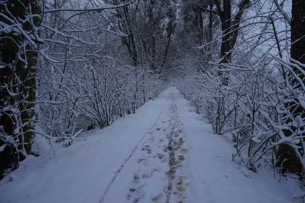 Wald im Frost. Winterlandschaft. Schneebedeckte Bäume. — Stockfoto