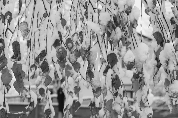 Inverno neve ramos de árvore em um fundo azul céu — Fotografia de Stock