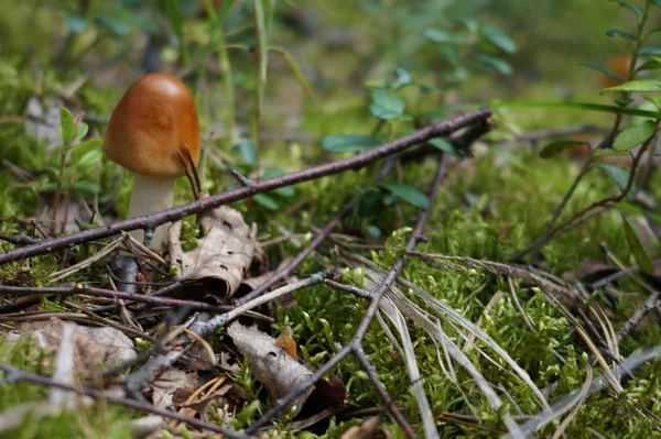 Primo Piano Colpo Funghi Che Crescono Terra — Foto Stock