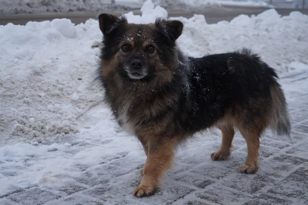 Netter Kleiner Hund Schnee — Stockfoto