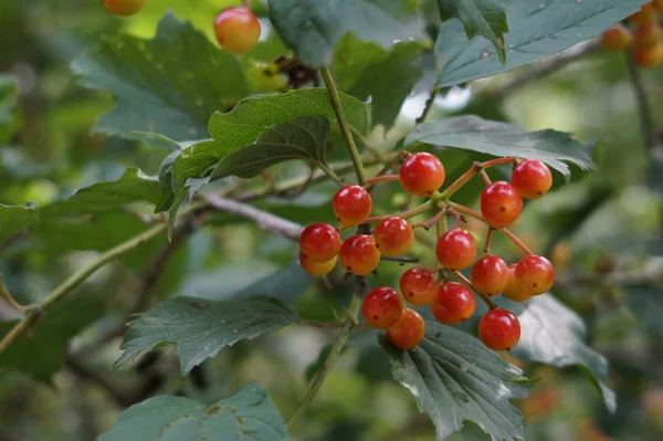 Red Berries Growing Tree Green Leaves — Fotografia de Stock