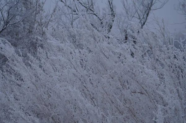 Baumstämme in der Waldlandschaft. Abstrakte Komposition Hintergrund mit minimalen Linien im Winter — Stockfoto