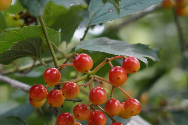 Red Berries Growing Tree Green Leaves — Foto Stock