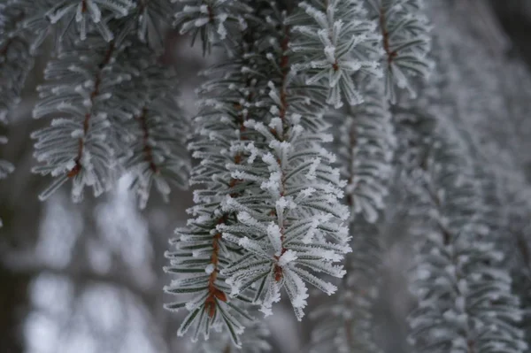 Fond d'hiver abstrait avec de la neige duveteuse, des flocons de neige et des aiguilles sur les branches de gros plans d'épinette — Photo