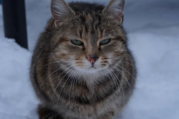 Домашняя кошка на снегу — стоковое фото