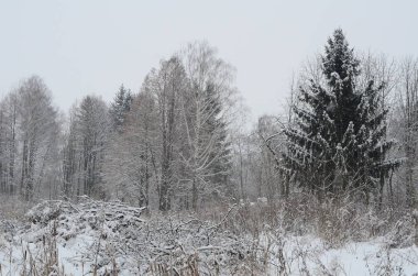 Karla kaplı ağaçlarla kaplı kış manzarası