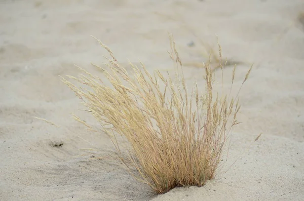 Sanddyner vid havet — Stockfoto