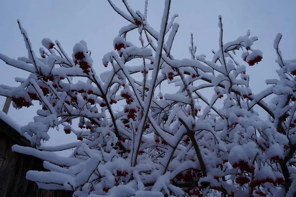 Bosque en la helada. Paisaje invernal. Árboles cubiertos de nieve. — Foto de Stock