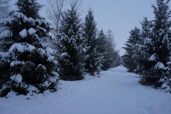 Nebelige Winterlandschaft mit Tannen — Stockfoto