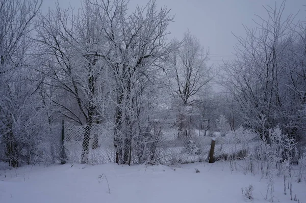 Paysage enneigé nivelé. Forêt hivernale et ciel. Beau fond naturel avec des arbres enneigés — Photo