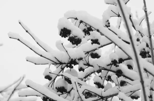 Zima śnieg gałęzie drzewa na tle błękitnego nieba — Zdjęcie stockowe